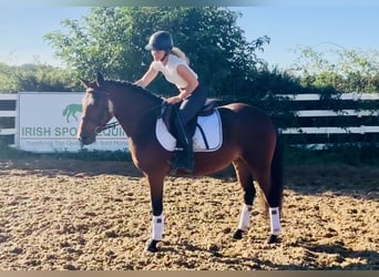 Connemara, Stute, 4 Jahre, 14,2 hh, Brauner