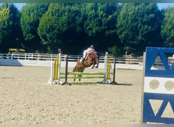 Connemara, Mare, 4 years, 14,2 hh, Brown