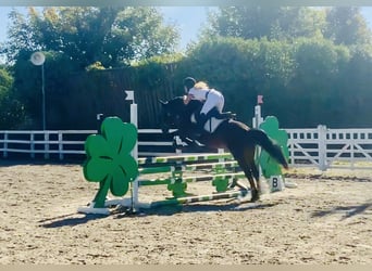 Connemara, Stute, 4 Jahre, 14,2 hh, Brauner