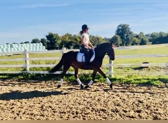 Connemara, Stute, 4 Jahre, 14,2 hh, Brauner