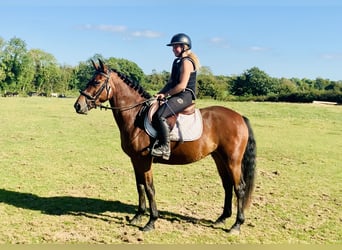 Connemara, Stute, 4 Jahre, 14,2 hh, Brauner