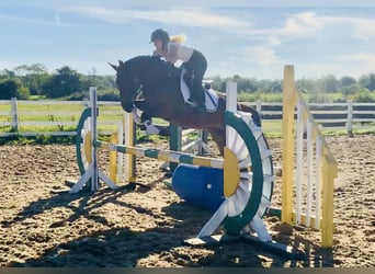 Connemara, Stute, 4 Jahre, 14,2 hh, Brauner