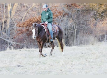 Connemara, Mare, 4 years, 14.2 hh, Chestnut