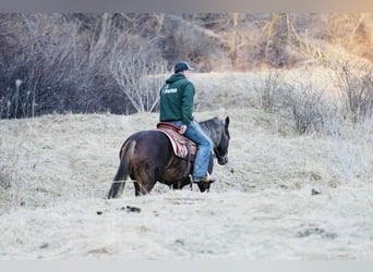 Connemara, Mare, 4 years, 14.2 hh, Chestnut