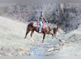 Connemara, Mare, 4 years, 14.2 hh, Chestnut