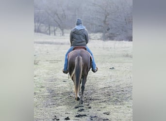 Connemara, Mare, 4 years, 14.2 hh, Chestnut