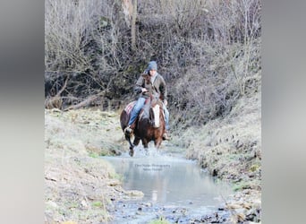 Connemara, Mare, 4 years, 14.2 hh, Chestnut