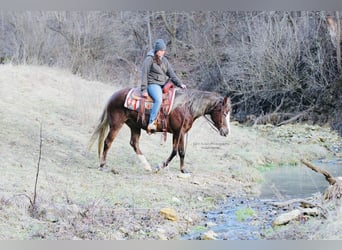 Connemara, Mare, 4 years, 14.2 hh, Chestnut