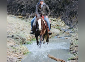 Connemara, Mare, 4 years, 14.2 hh, Chestnut