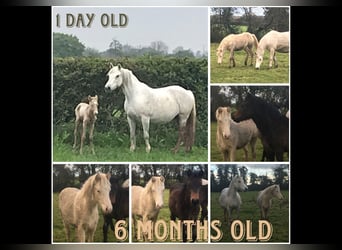 Connemara, Mare, 4 years, 14,2 hh, Cremello