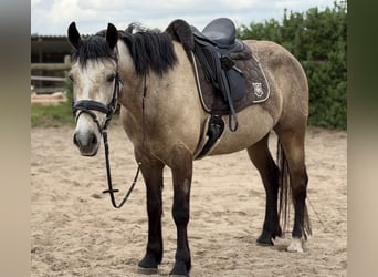 Connemara, Mare, 4 years, 14.2 hh, Dun