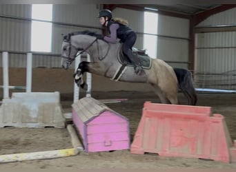 Connemara, Mare, 4 years, 14.2 hh, Dun