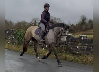 Connemara, Mare, 4 years, 14.2 hh, Dun