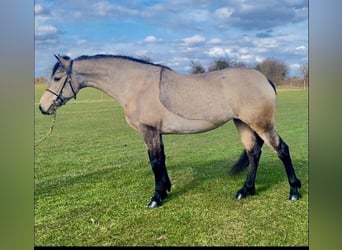 Connemara, Mare, 4 years, 14.2 hh, Dun
