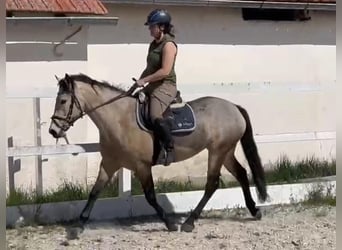 Connemara, Mare, 4 years, 14.2 hh, Dun