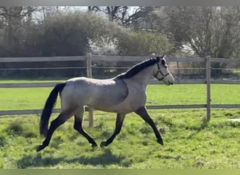 Connemara, Mare, 4 years, 14.2 hh, Dun