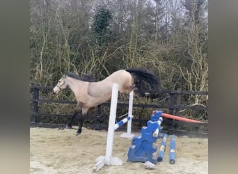 Connemara, Mare, 4 years, 14.2 hh, Dun