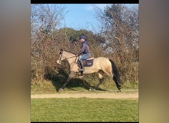 Connemara, Mare, 4 years, 14.2 hh, Dun