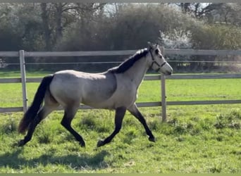 Connemara, Mare, 4 years, 14.2 hh, Dun