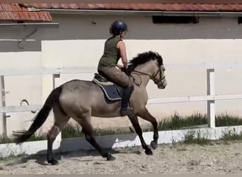 Connemara, Mare, 4 years, 14.2 hh, Dun