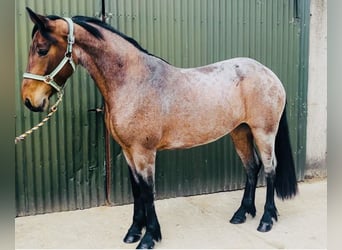 Connemara, Mare, 4 years, 14.2 hh, Dun