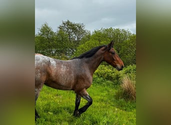 Connemara, Mare, 4 years, 14.2 hh, Dun