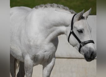 Connemara, Mare, 4 years, 14,2 hh, Gray