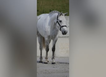 Connemara, Mare, 4 years, 14,2 hh, Gray