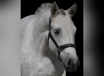 Connemara, Mare, 4 years, 14,2 hh, Gray