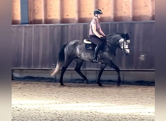 Connemara, Mare, 4 years, 14.2 hh, Gray