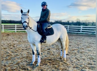 Connemara, Mare, 4 years, 14,2 hh, Gray