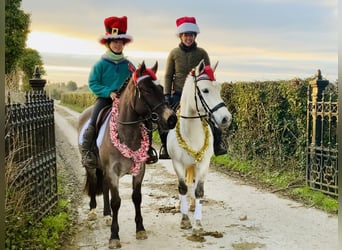 Connemara, Mare, 4 years, 14,2 hh, Gray