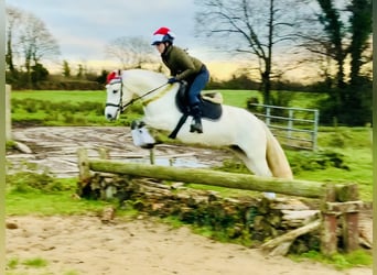 Connemara, Mare, 4 years, 14,2 hh, Gray