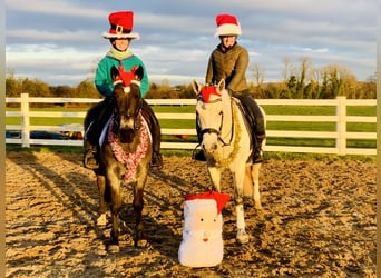 Connemara, Mare, 4 years, 14,2 hh, Gray