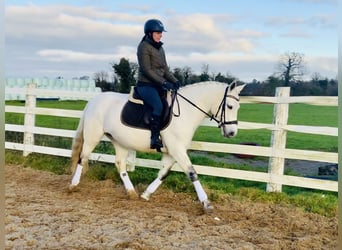 Connemara, Mare, 4 years, 14,2 hh, Gray