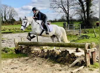 Connemara, Mare, 4 years, 14,2 hh, Gray