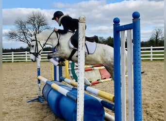 Connemara, Mare, 4 years, 14,2 hh, Gray