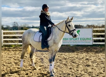 Connemara, Mare, 4 years, 14,2 hh, Gray