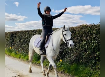 Connemara, Mare, 4 years, 14,2 hh, Gray