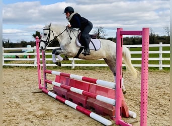 Connemara, Mare, 4 years, 14,2 hh, Gray