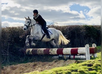 Connemara, Mare, 4 years, 14,2 hh, Gray