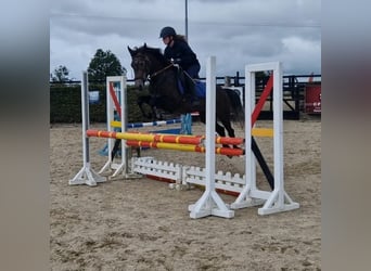 Connemara, Mare, 4 years, 14,2 hh, Gray