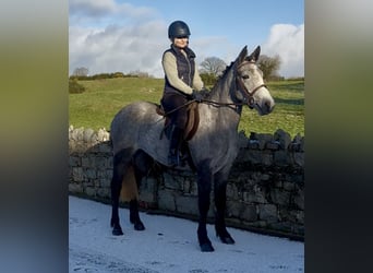 Connemara, Mare, 4 years, 14.2 hh, Grey