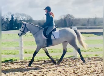 Connemara, Mare, 4 years, 14.2 hh, Grey
