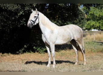 Connemara, Mare, 4 years, 14.2 hh
