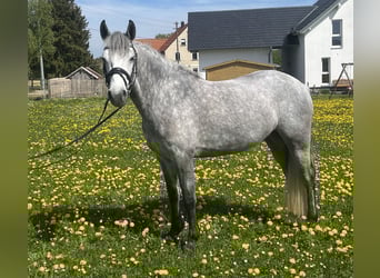 Connemara, Mare, 4 years, 14.2 hh, White Connemara, Mare, 4 years, 14.2 hh, White