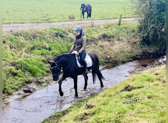 Connemara, Mare, 4 years, 14,3 hh, Black