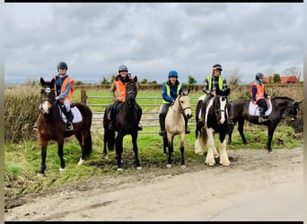 Connemara, Mare, 4 years, 14,3 hh, Black