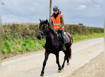 Connemara, Mare, 4 years, 14,3 hh, Black