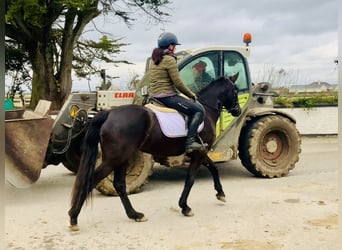 Connemara, Mare, 4 years, 14,3 hh, Black